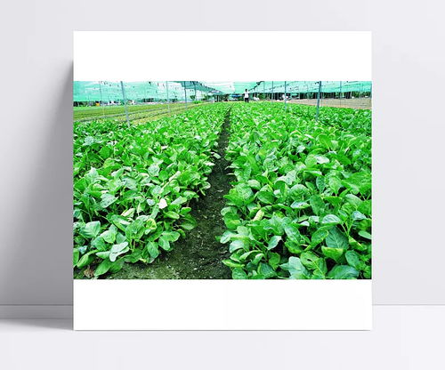 田園清蔬 菜園里的綠葉情懷