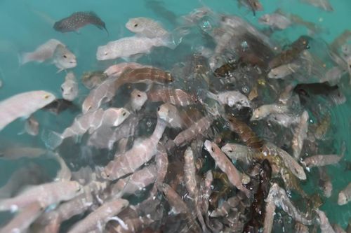 技術(shù)驅(qū)動(dòng)未來 海璟水產(chǎn)以創(chuàng)新引領(lǐng)內(nèi)陸可持續(xù)水產(chǎn)養(yǎng)殖新潮流