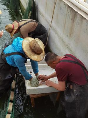 內(nèi)陸水產(chǎn)養(yǎng)殖新突破 省海洋與水產(chǎn)科學(xué)研究院成功實(shí)現(xiàn)加州鱸魚規(guī)模化繁育