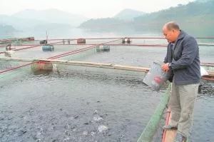 內(nèi)陸水產(chǎn)養(yǎng)殖攻略 9大方法有效降低飼料成本，提升銷售利潤(rùn)